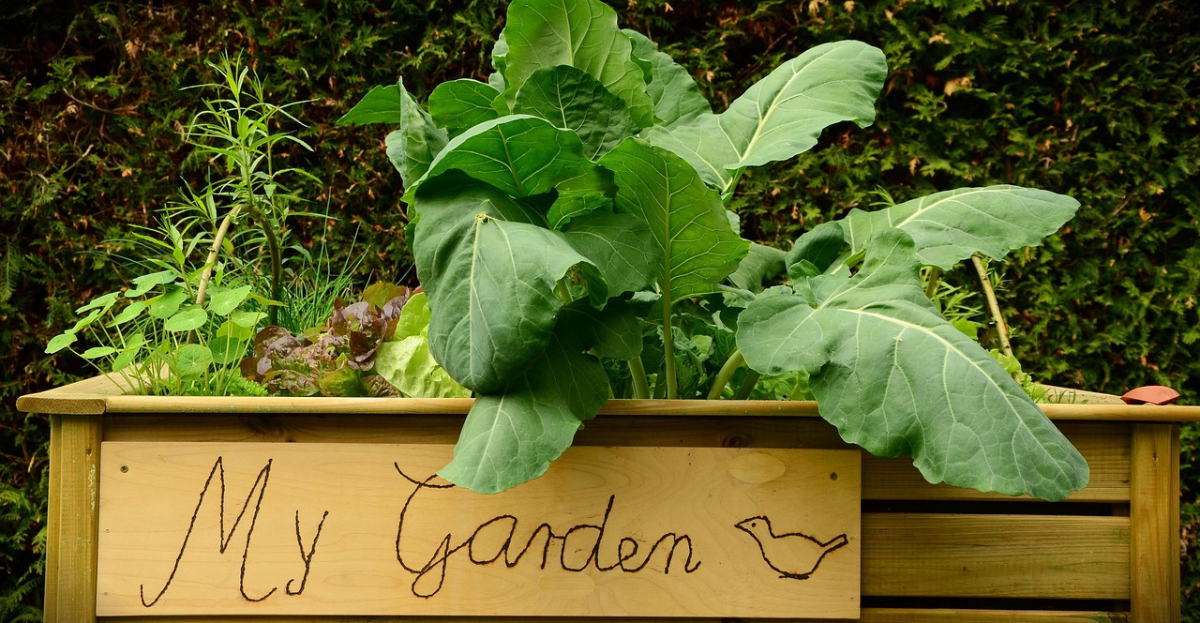 Lettuce growing with companion plants